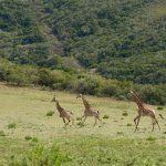 Safari Afrique