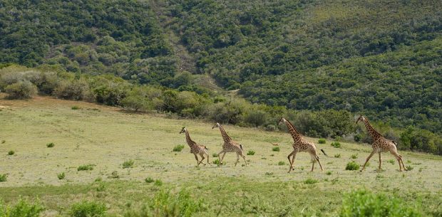 Partir à la recherche des meilleures destinations safaris en Afrique