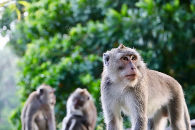 singes en Indonésie