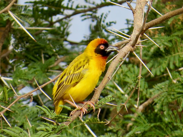 parcs naturels du Sénégal