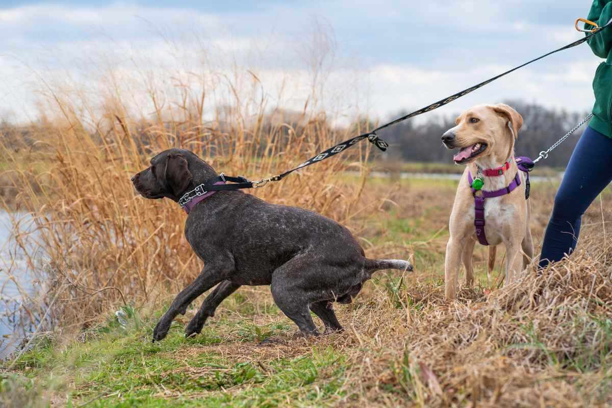 Chien noir et chien jaune en laisse, champ, eau, personne en vert Chien noir et chien jaune en laisse, champ, eau, personne en vert