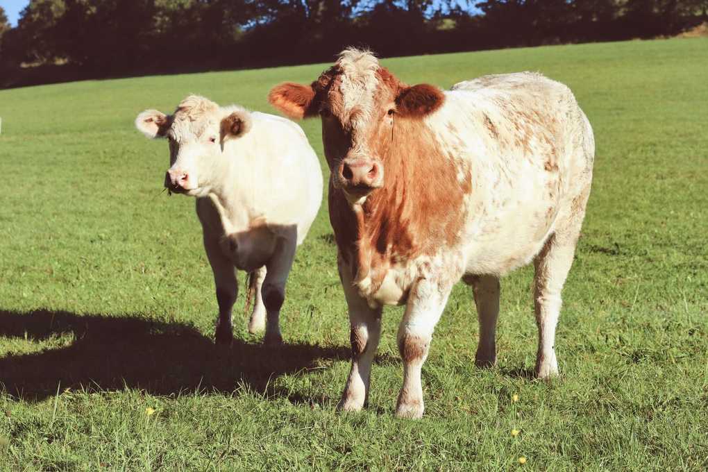 Deux vaches, une blanche et une brune, dans un champ herbeux sous un ciel bleu