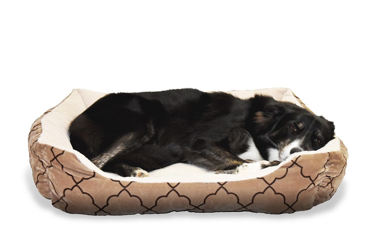 Un chien noir repose paisiblement dans son coussin douillet