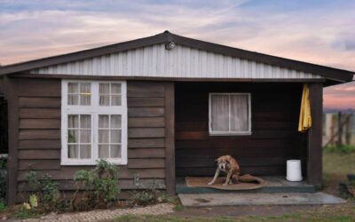 Chien repose sur le porche d'une petite cabane en bois