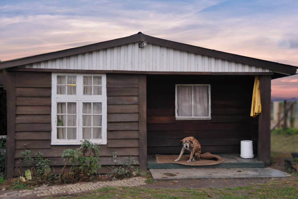 Chien repose sur le porche d'une petite cabane en bois