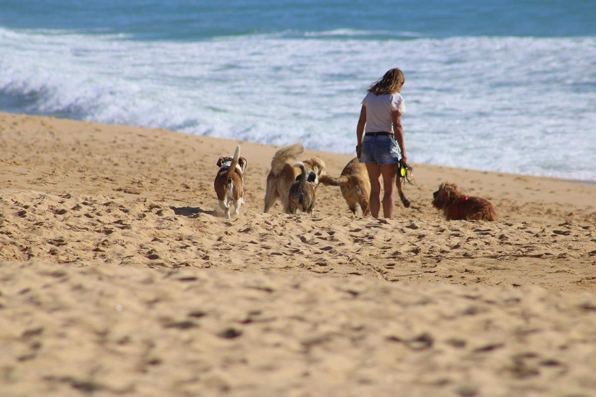Femme et quatre chiens sur une plage sablonneuse près de l'océan Femme et quatre chiens sur une plage sablonneuse près de l'océan