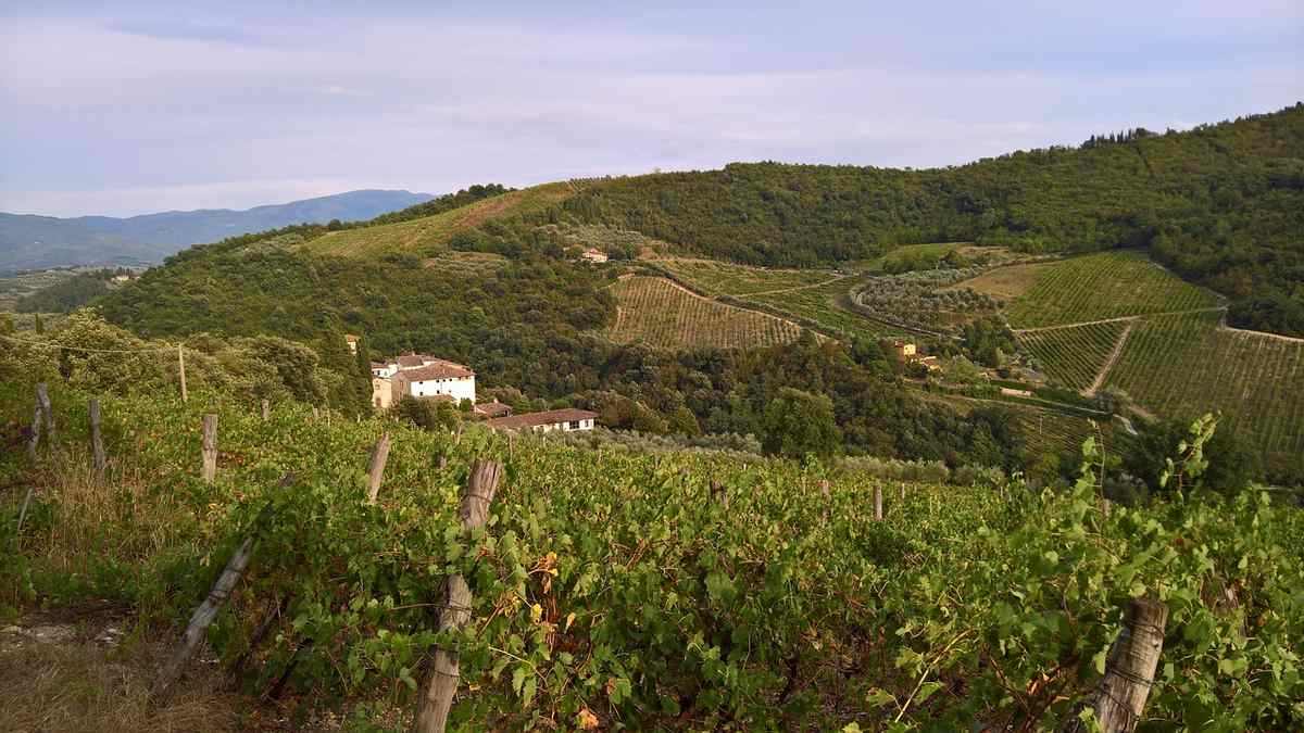Vignobles en pentes avec maison blanche au milieu de collines verdoyantes