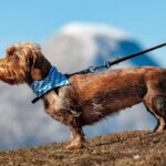 Chien brun sur une colline avec une leine, accessoire bleu autour du cou, paysage montagneux en arrière-plan