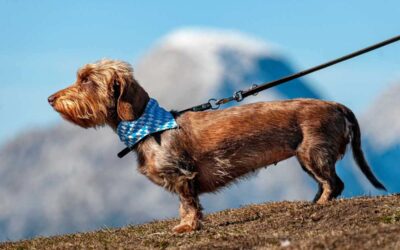 Chien brun sur une colline avec une leine, accessoire bleu autour du cou, paysage montagneux en arrière-plan