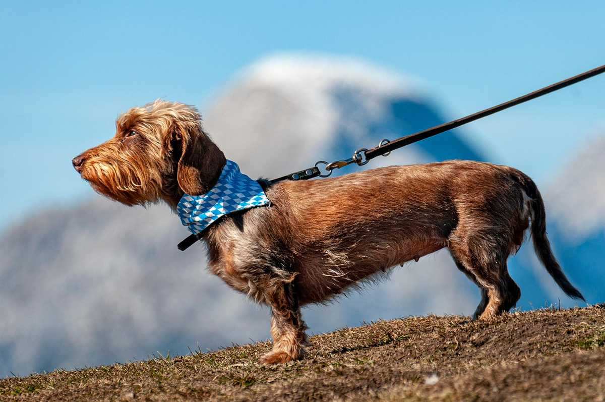 Chien brun sur une colline avec une leine, accessoire bleu autour du cou, paysage montagneux en arrière-plan