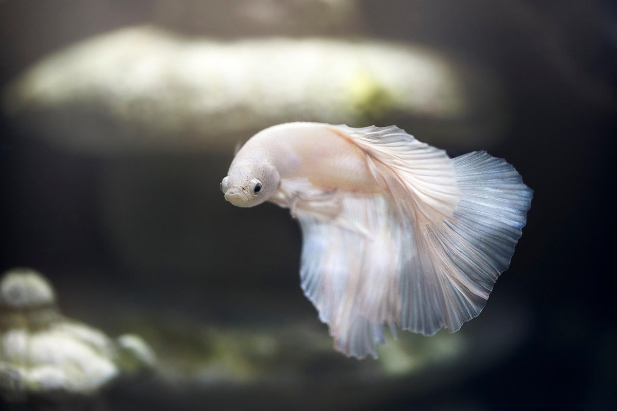 Poisson betta blanc et rose nageant dans un aquarium avec des rochers et des plantes Poisson betta blanc et rose nageant dans un aquarium avec des rochers et des plantes